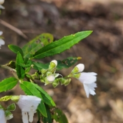 Prostanthera lasianthos at Mirador, NSW - 27 Jan 2024 02:10 PM