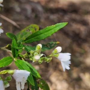 Prostanthera lasianthos at Mirador, NSW - 27 Jan 2024