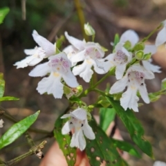 Prostanthera lasianthos at Mirador, NSW - 27 Jan 2024 02:10 PM