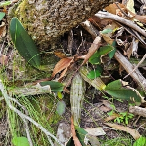 Thelychiton speciosa at Mirador, NSW - 27 Jan 2024