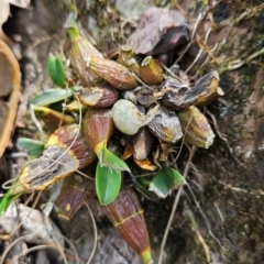 Dendrobium speciosum (Rock Lily) at Mirador, NSW - 27 Jan 2024 by BethanyDunne