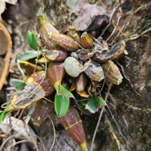 Dendrobium speciosum at Mirador, NSW - 27 Jan 2024