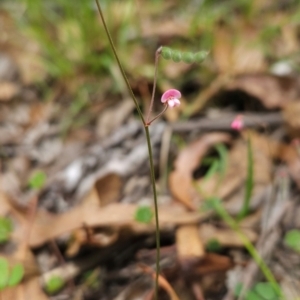 Pullenia gunnii at Mirador, NSW - 27 Jan 2024