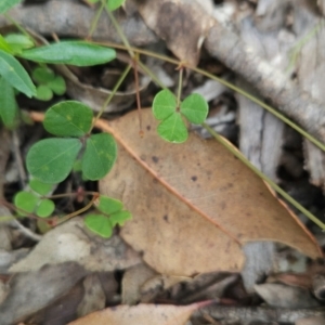 Pullenia gunnii at Mirador, NSW - 27 Jan 2024