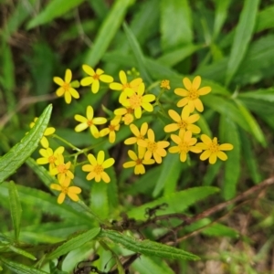 Senecio linearifolius at Mirador, NSW - 27 Jan 2024