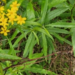 Senecio linearifolius at Mirador, NSW - 27 Jan 2024