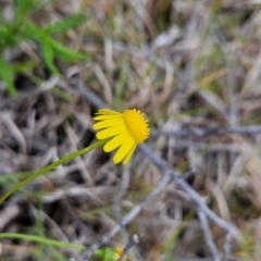 Senecio madagascariensis (Madagascan Fireweed, Fireweed) at Mirador, NSW - 27 Jan 2024 by BethanyDunne