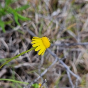 Senecio madagascariensis at Mirador, NSW - 27 Jan 2024