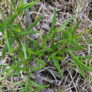 Senecio madagascariensis at Mirador, NSW - 27 Jan 2024