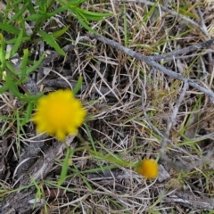 Senecio madagascariensis at Mirador, NSW - 27 Jan 2024