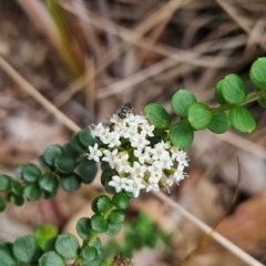 Platysace lanceolata (Shrubby Platysace) at Mirador, NSW - 27 Jan 2024 by BethanyDunne