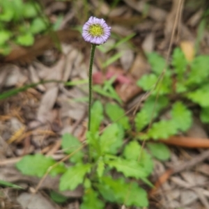 Lagenophora stipitata at Mirador, NSW - 27 Jan 2024