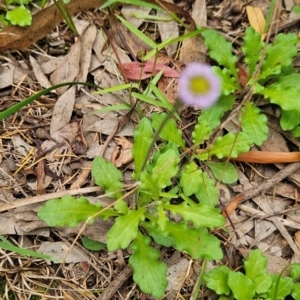 Lagenophora stipitata at Mirador, NSW - 27 Jan 2024