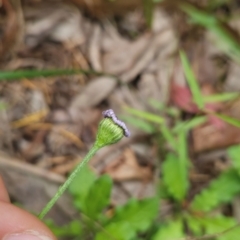 Lagenophora stipitata at Mirador, NSW - 27 Jan 2024 01:46 PM