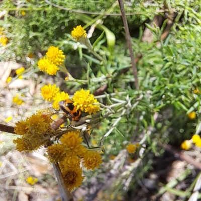 Australomisidia sp. (genus) at Watson, ACT - 27 Jan 2024 by abread111