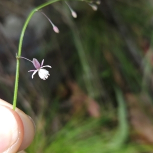 Arthropodium glareosorum at Mirador, NSW - 27 Jan 2024 01:04 PM