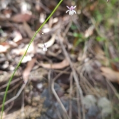 Arthropodium glareosorum at Mirador, NSW - 27 Jan 2024 01:04 PM