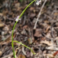 Arthropodium glareosorum at Mirador, NSW - 27 Jan 2024 01:04 PM