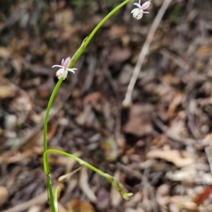 Arthropodium sp. South-east Highlands (N.G.Walsh 811) Vic. Herbarium at Mirador, NSW - 27 Jan 2024