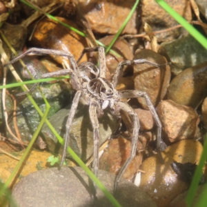 Tasmanicosa sp. (genus) at QPRC LGA - 26 Jan 2024