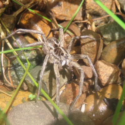 Tasmanicosa sp. (genus) (Unidentified Tasmanicosa wolf spider) at QPRC LGA - 26 Jan 2024 by MatthewFrawley