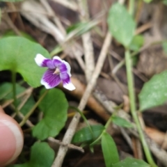 Viola banksii (Native Violet) at Mirador, NSW - 27 Jan 2024 by BethanyDunne