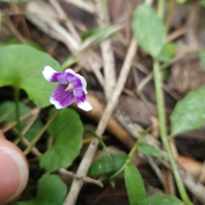 Viola banksii at Mirador, NSW - 27 Jan 2024