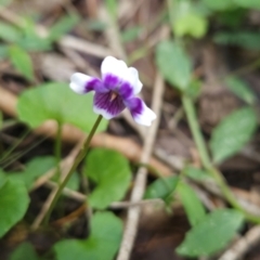 Viola banksii at Mirador, NSW - 27 Jan 2024