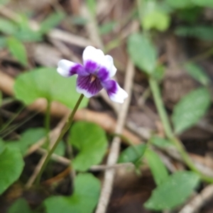 Viola banksii at Mirador, NSW - 27 Jan 2024 01:49 PM