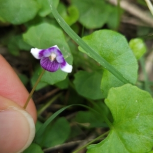 Viola banksii at Mirador, NSW - 27 Jan 2024