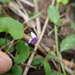 Viola banksii at Mirador, NSW - 27 Jan 2024