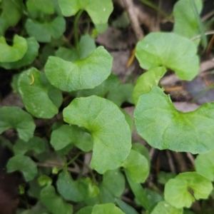 Viola banksii at Mirador, NSW - 27 Jan 2024