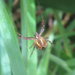 Araneinae (subfamily) (Orb weaver) at Braidwood, NSW - 26 Jan 2024 by MatthewFrawley