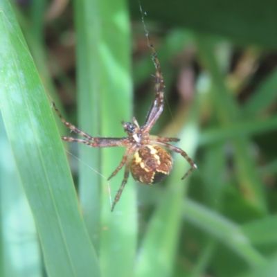 Araneinae (subfamily) (Orb weaver) at Braidwood, NSW - 26 Jan 2024 by MatthewFrawley