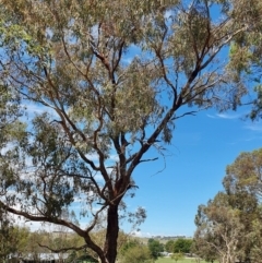 Eucalyptus bridgesiana (Apple Box) at Gunning, NSW - 27 Jan 2024 by JohnS