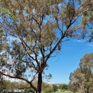Eucalyptus bridgesiana at Gunning Bush Block - 27 Jan 2024