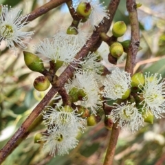 Eucalyptus bridgesiana at Gunning Bush Block - 27 Jan 2024 02:27 PM