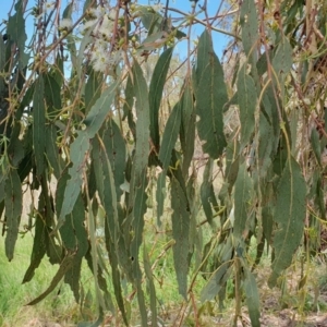 Eucalyptus bridgesiana at Gunning Bush Block - 27 Jan 2024