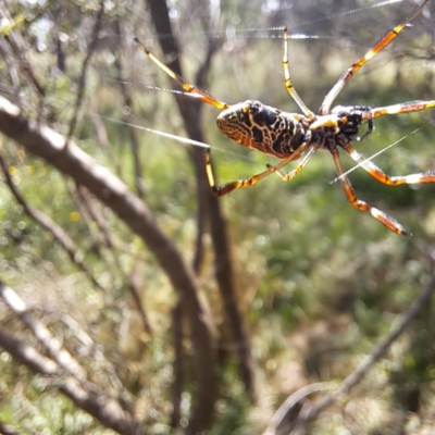 Trichonephila edulis (Golden orb weaver) at Watson, ACT - 27 Jan 2024 by abread111