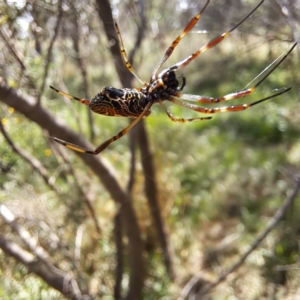 Trichonephila edulis at Justice Robert Hope Reserve (JRH) - 27 Jan 2024