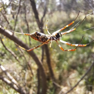 Trichonephila edulis at Justice Robert Hope Reserve (JRH) - 27 Jan 2024 11:31 AM