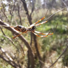 Trichonephila edulis at Justice Robert Hope Reserve (JRH) - 27 Jan 2024