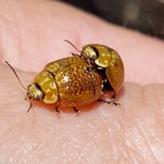 Paropsisterna cloelia (Eucalyptus variegated beetle) at Gunning, NSW - 27 Jan 2024 by JohnS