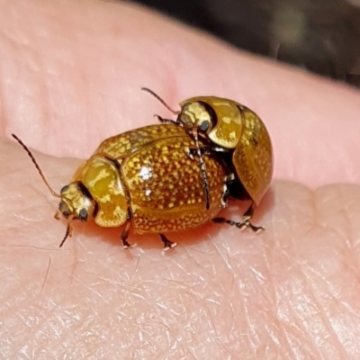 Paropsisterna cloelia (Eucalyptus variegated beetle) at Gunning Bush Block - 27 Jan 2024 by JohnS