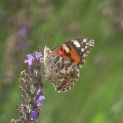 Vanessa kershawi (Australian Painted Lady) at QPRC LGA - 26 Jan 2024 by MatthewFrawley