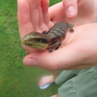 Tiliqua scincoides scincoides (Eastern Blue-tongue) at Braidwood, NSW - 26 Jan 2024 by MatthewFrawley