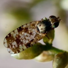 Austrotephritis poenia (Australian Fruit Fly) at Hughes Grassy Woodland - 27 Jan 2024 by LisaH