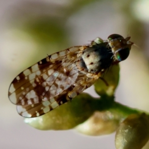 Austrotephritis poenia at GG95 - 27 Jan 2024