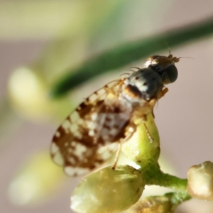 Austrotephritis poenia at GG95 - 27 Jan 2024