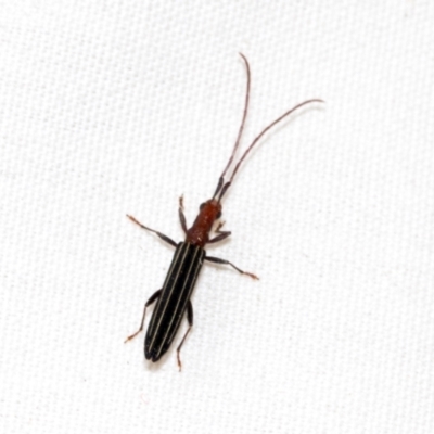 Syllitus microps (Longicorn or Longhorn beetle) at Higgins, ACT - 25 Jan 2024 by AlisonMilton